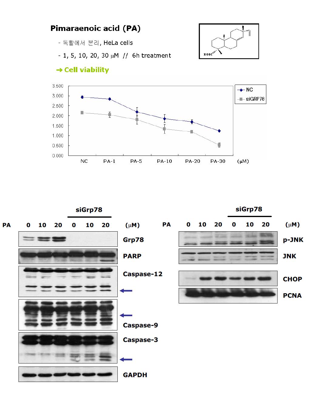 Pimaradienoicacid의 구조, 세포사멸 및 단백질 인산화, 발현 활성