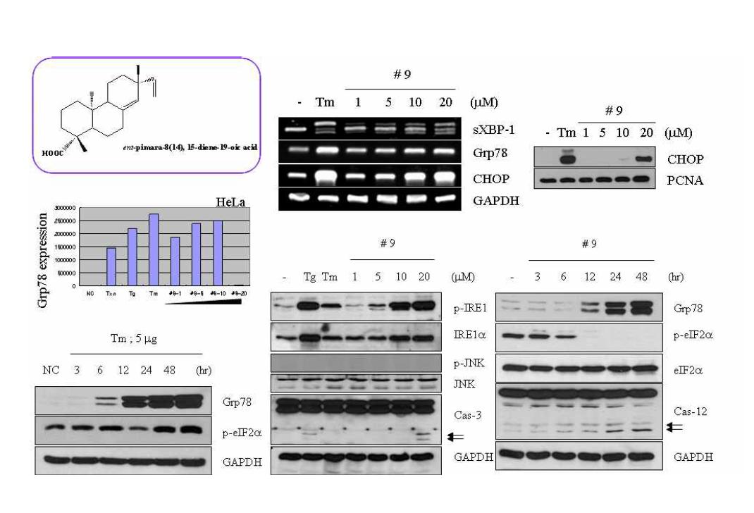 Pimaradienoic acid의 ER-stress 유도활성