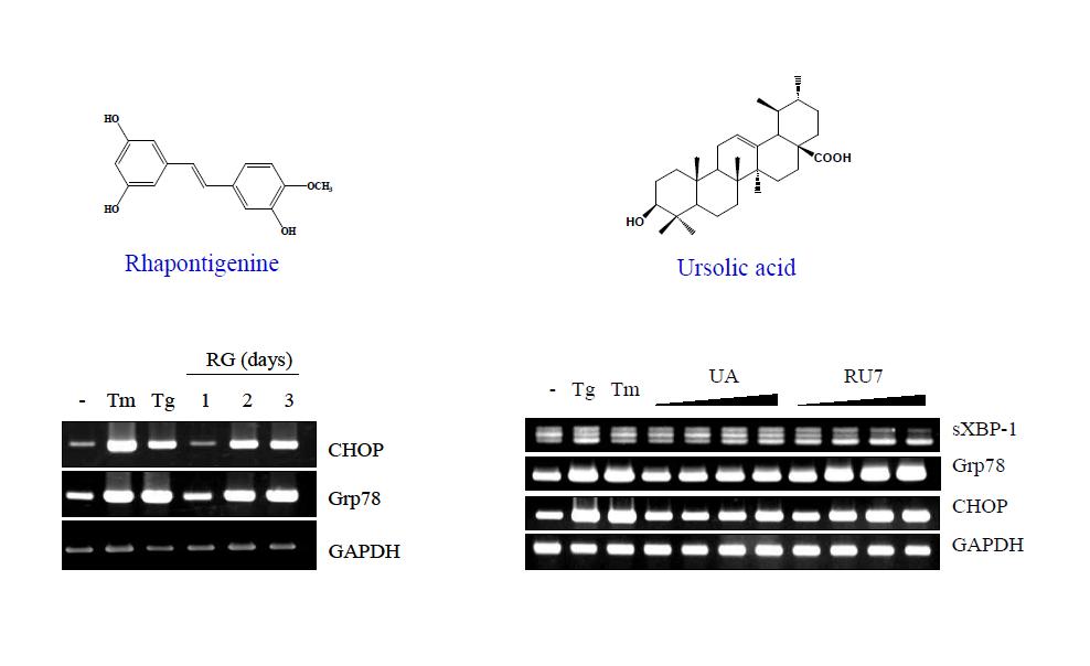 식물추출물에서 분리한 Ursolic acid와 Rhapontigenine의 ER-stress 유도활성