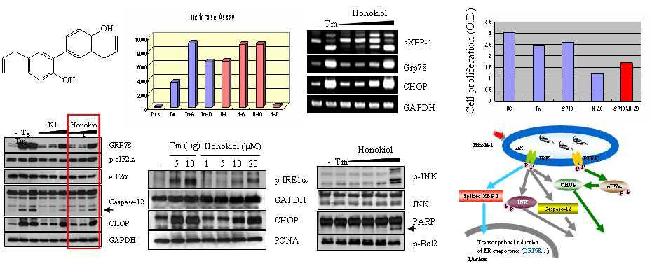 식물추출물에서 분리한 Honikiol의 ER-stress 유도활성
