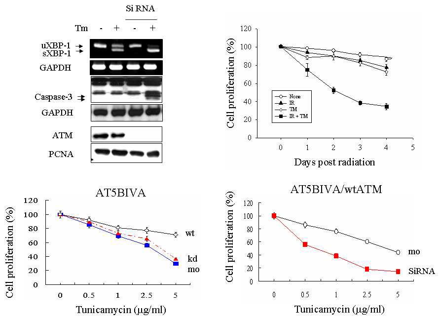 Tunicamycin과 방사선의 ER-stress와의 암세포 사멸 병합요법적 적용