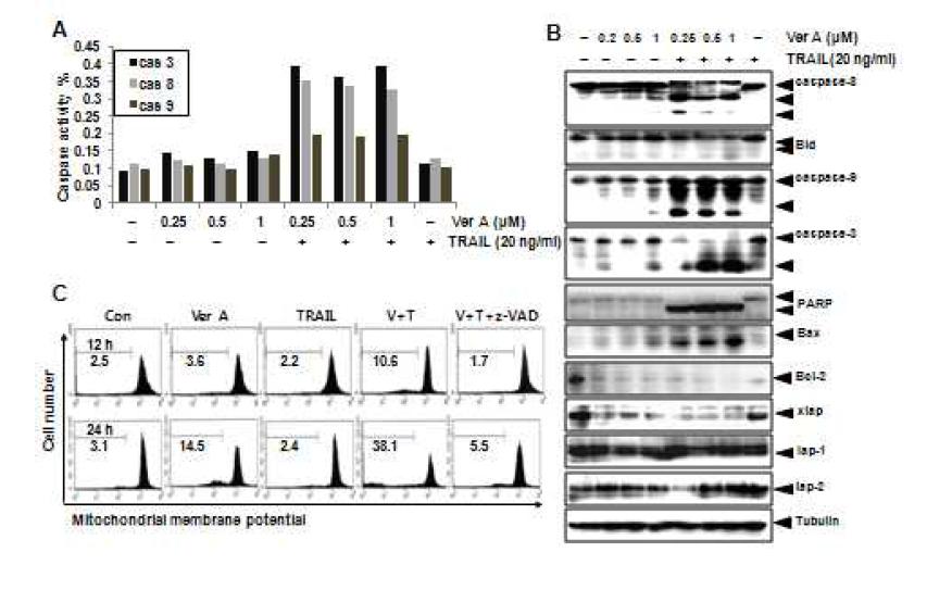 Verrucarin A의 TRAIL과의 병합요법 효과