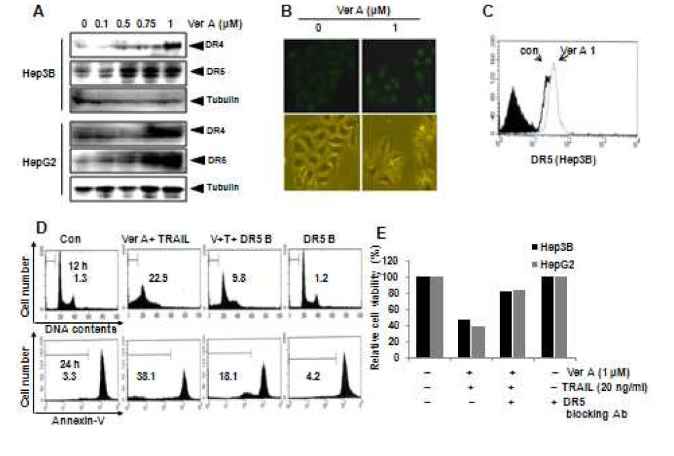 Verrucarin A와 TRAIL의 DR5에 대한 영향