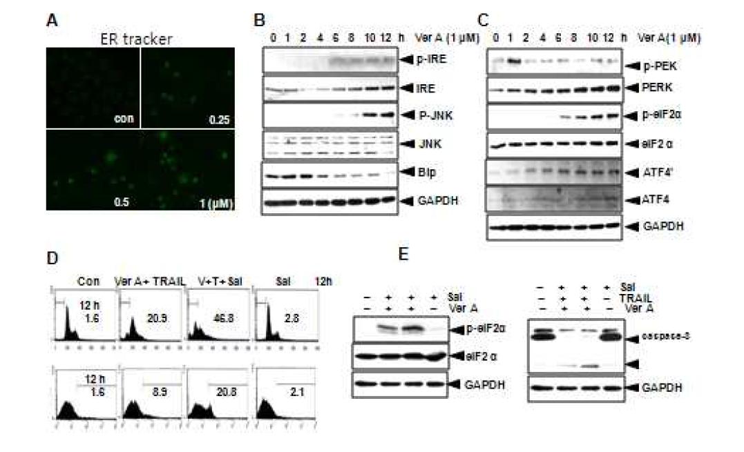 Verrucarin A의 TRAIL과의 병합요법에서의 ER-stress에 대한 영향