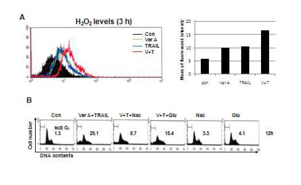 Verrucarin A의 TRAIL과의 병합요법에서의 H2O2 생성에 대한 영향