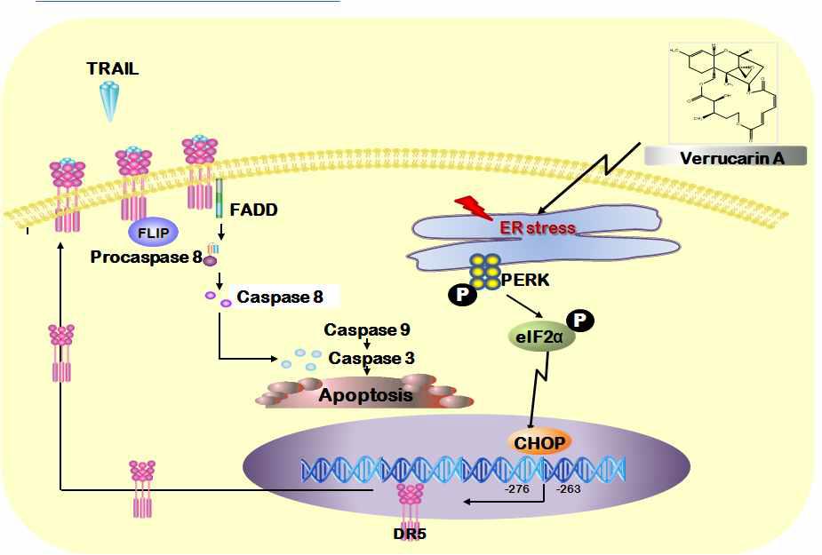 Verrucarin A의 TRAIL과의 병합요법의 세포사멸 신호전달 모델