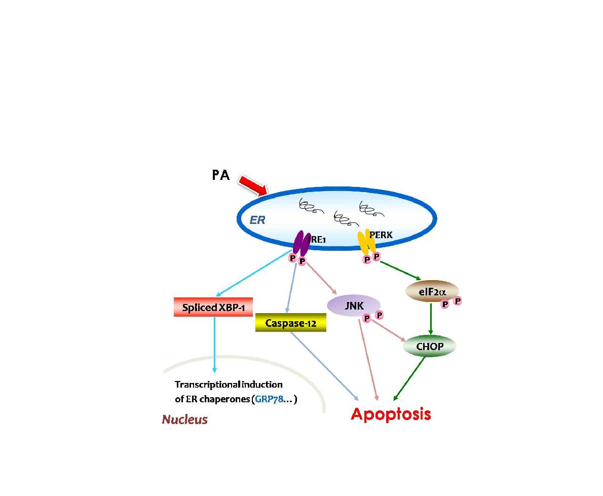 Pimaradienoic acid에 의한 ER-stress 및 세포사멸의 신호전달 모식도