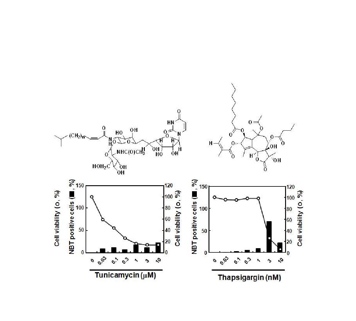 Tunicamycin과 thapsigargin에 의한 세포증식 억제 효과