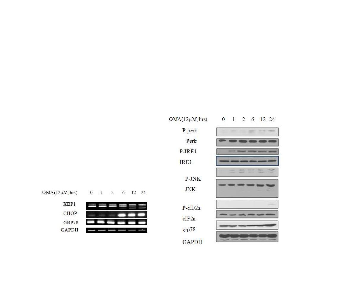 Oligomycin A에 의한 ER-stress 조절 단백질들의 발현, 인산화 효과
