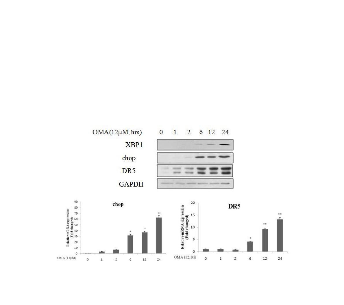 Oligomycin A에 의한 CHOP과 DR5의 발현 비교 분석