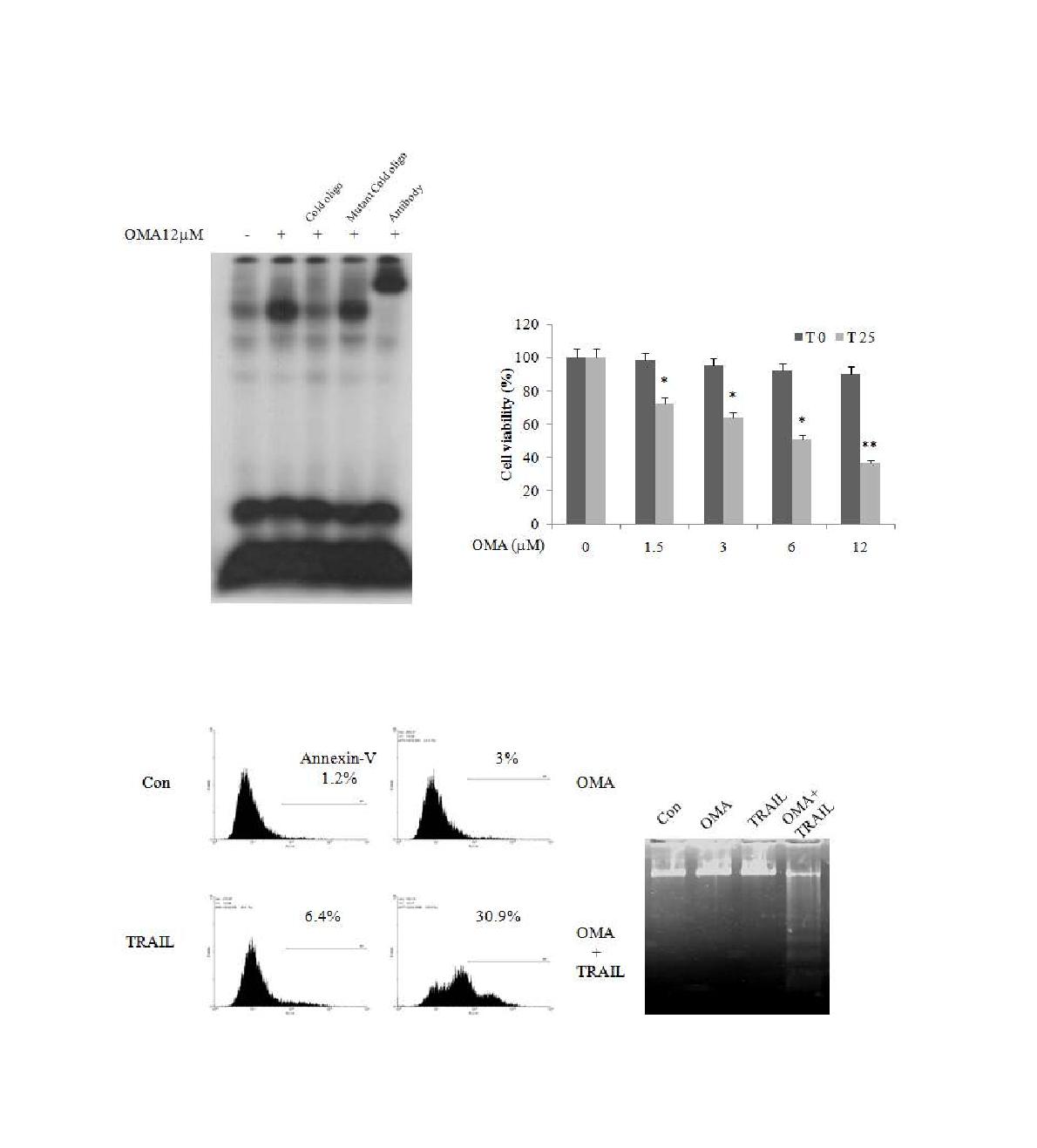 Oligomycin에 의한 세포사멸 및 NF-kB 활성화