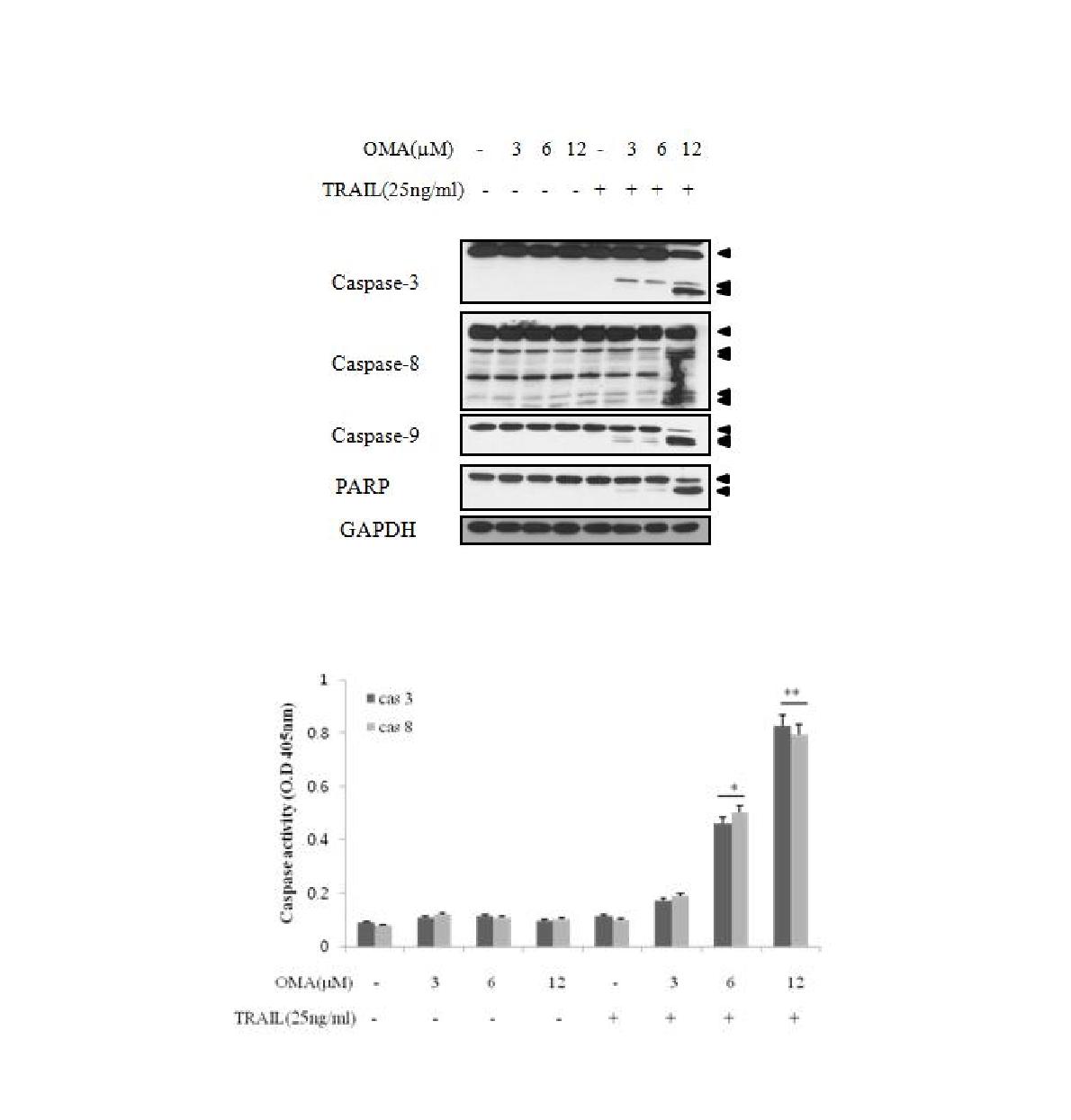 Oligomycin에 의한 caspase 활성화