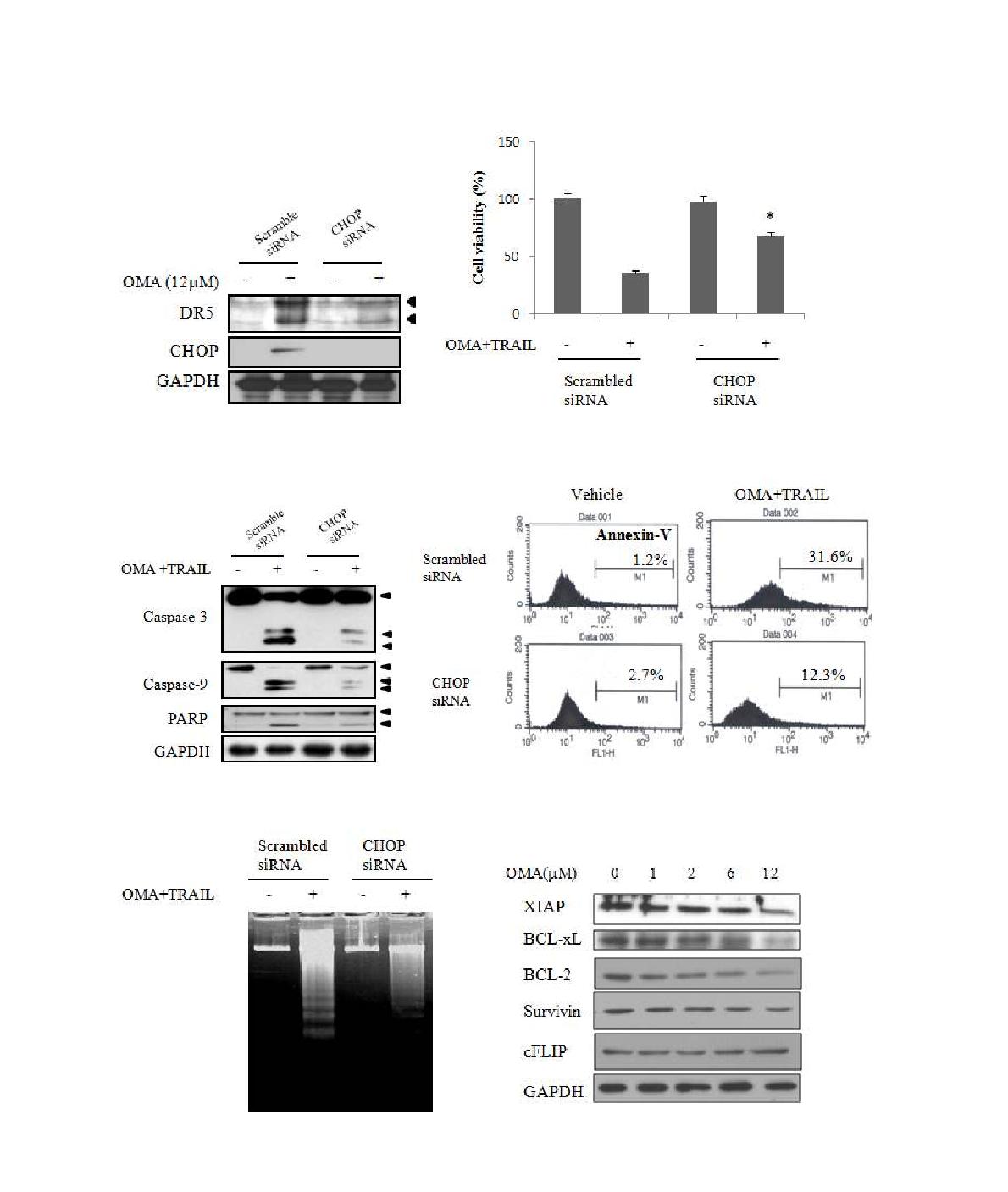 Oligomycin에 의한 세포사멸에서 CHOP의 역할