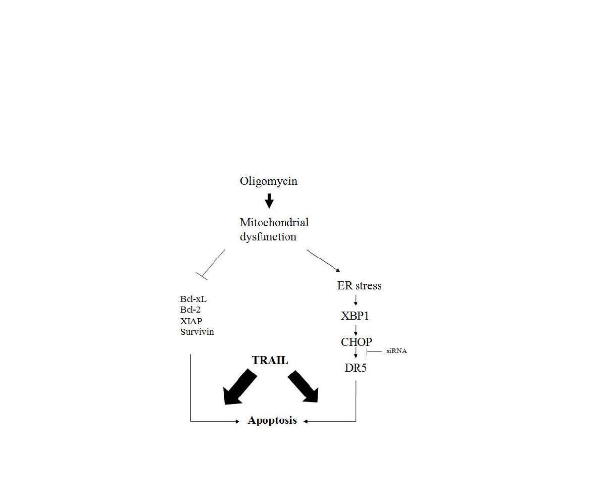 TRAIL에 의한 세포사멸에 있어서 oligomycin A의 병합요법적 효과에 대한 신호전달 기전 모델