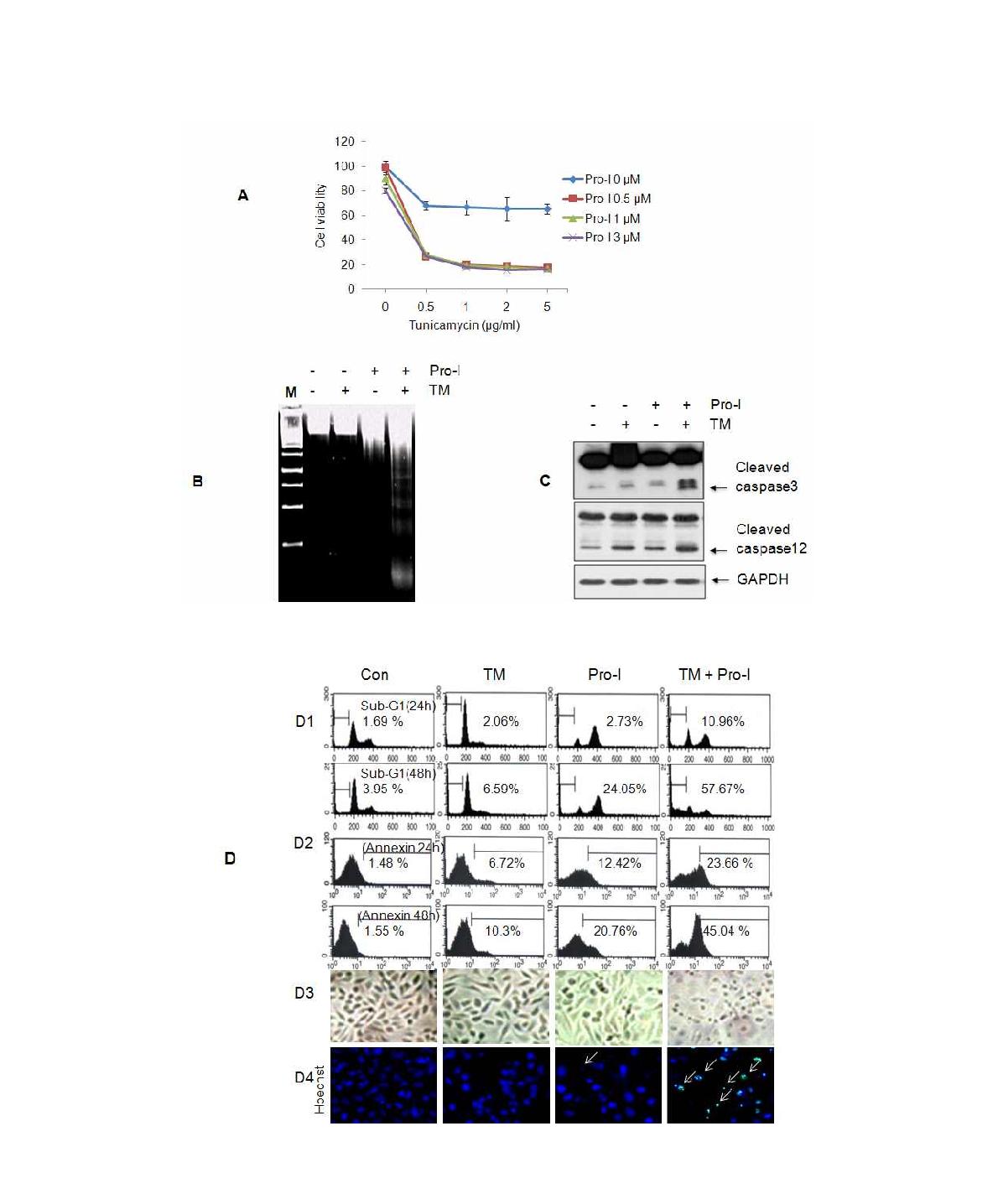 Pro-I의 tunicamycin에 의한 세포사멸 증대효과