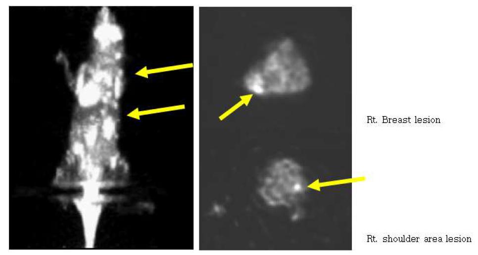 [보고서]optical/PET/MRI 영상나노입자를 이용한 종양 표적 및 진단법 개발