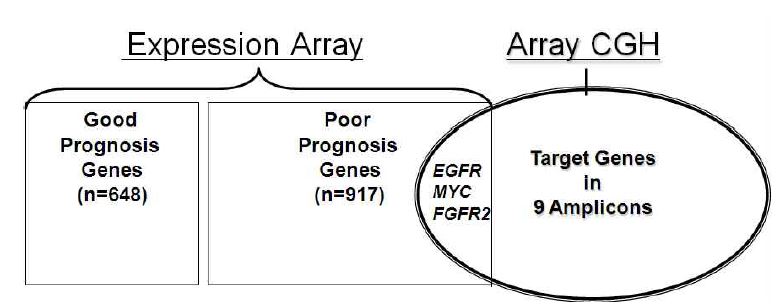 Figure 1. Three genes -EGFR, FGFR2, and MYC-overlap between genes whose arrayexpression levels correlated with survival times(96 training set patients, P<0.05) and genecopy number changes determined by array CGH