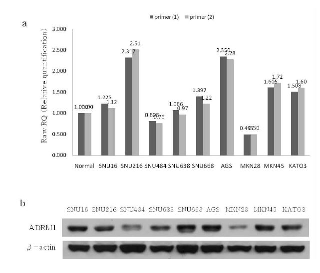 Figure 10. Copy numbers of ADRM1 gene and endogenous protein levels of ADRM1 in 9 gastriccancer cell lines