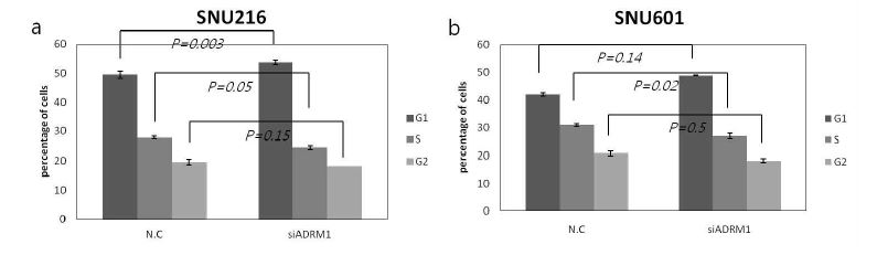 Figure 12. Knock-down of ADRM1 increases G1 and decreases S phases in cell cycle of 2 gastriccancer cell lines.