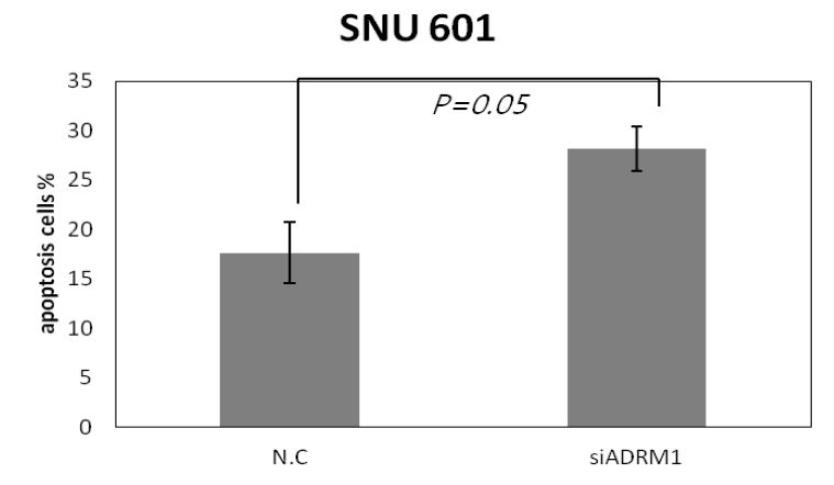 Figure 13. Knock-down of ADRM1 induces apoptosis by staurosporine (0.2 uM) treatment