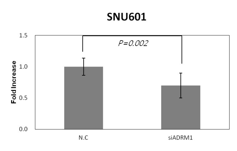 Figure 14. Knock-down of ADRM1 significant inhibited of SNU-601 cell invasion