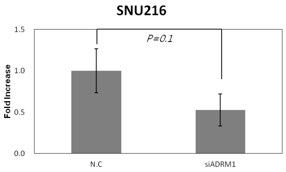 Figure 15. Knock-down of ADRM1 led to significant suppression of SNU-216 cell migration