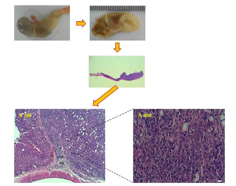 Figure 20. Generation of mouse gastric cancer from vSCP mouse and its histological feature.