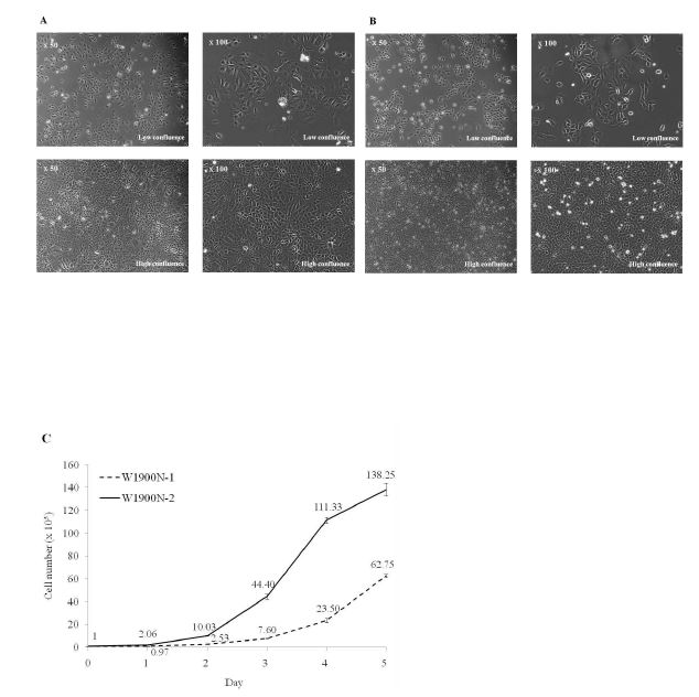 Figure 21. Cellular morphology and growth characteristic of W1900N-1 and -2 cells