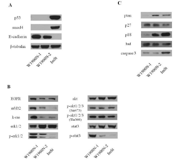 Figure 22. Confirmation of knock-out of Tp53 and Smad4 genes and molecularcharacterization of cellular state in W1900N cells by Western blot analysis
