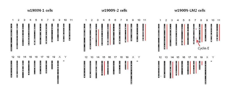 Figure 24. Genomic alteration status in w1900N cells through CGH microarray analysis