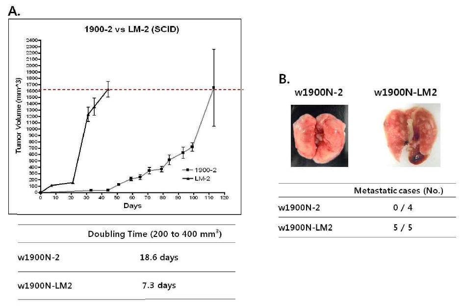Figure 25. In-vivo growth and metastasis characteristics of w1900N cells in SCID mice.