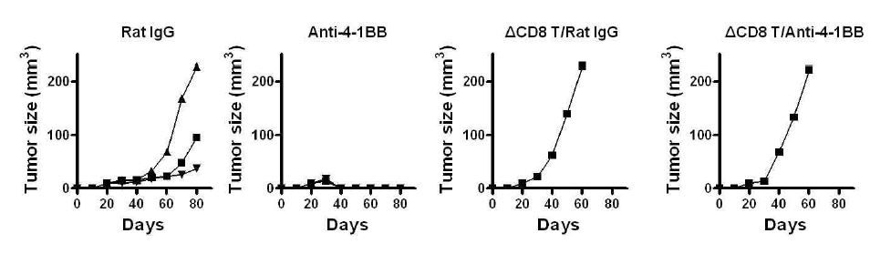 Figure 27. Immunological anti-cancer therapeutic application of w1900N cells with 4-1BBantibody in immune-competent syngenic mice.
