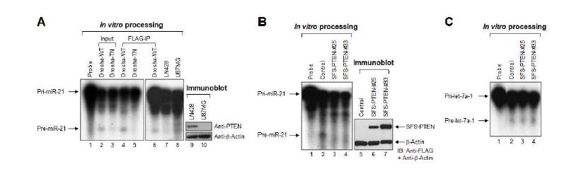 PTEN이 결손되어있는 뇌신경교종 세포주에서 마이크로RNA processing의 증가.