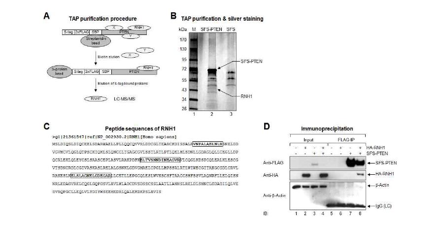 PTEN의 안정화 세포주 구축 및 tandem affinity purification 및 LC/MS/MS 기법을통해 발굴한 마이크로RNA 전사후 조절인자 PTEN의 새로운 결합분자인 RNH1의 분리동정(A-C). 분리 핵심분자인 RNH1과 PTEN과 특이적 결합확인 (D).