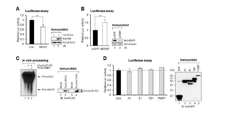 RNH1은 pri-miR-21 processing을 조절함.