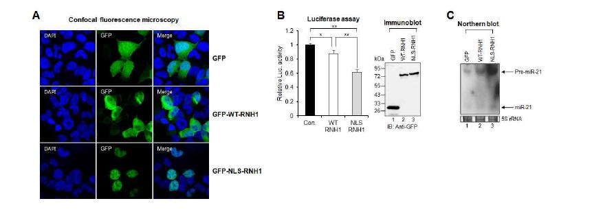 RNH1의 nuclear localization은 pri-miR-21 processing에 매우 중요함.