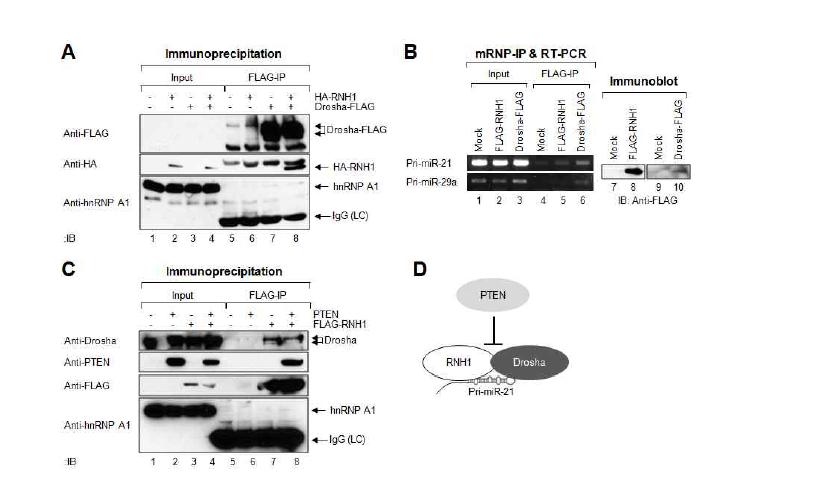 PTEN은 RNH1이 Drosha complex와 결합하는데 저해작용을 함.