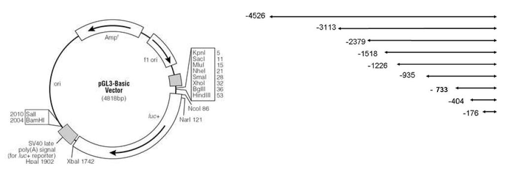 pGL3 vector에 cloning되어 있는 serial deletion된 catalase promoter construct임.