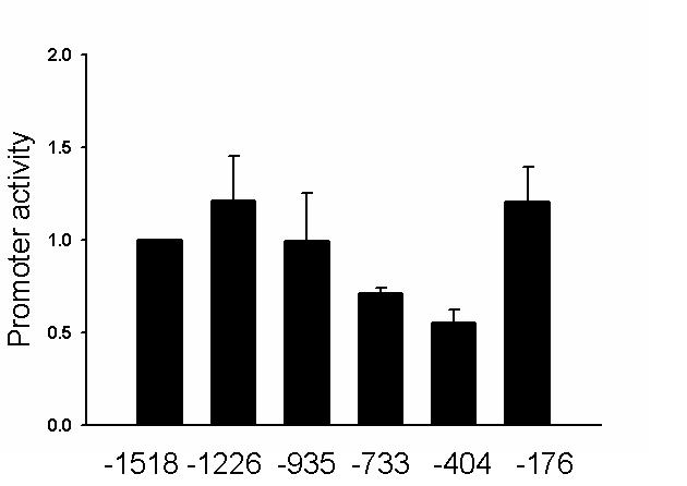 Serial deletion된 construct로 luciferase assay를 하여 promoter activity를 확인하였음.