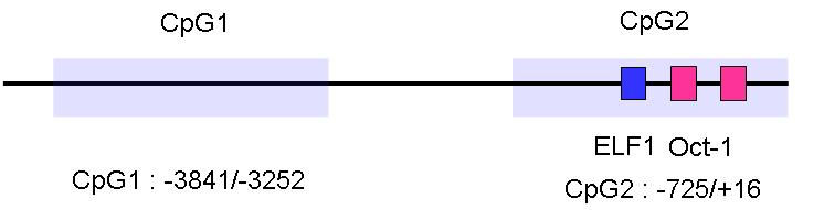 Catalase promoter의 CpG island II에 ELF1과 Oct-1의 binding site가 있는 것으로 예측함.