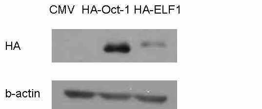 pCMV/HA vector에 Oct-1과 ELF1을 cloning하고, cloning된 plasmid 를 Huh7 cell에 transfection하고 immunoblot을 수행하였음.