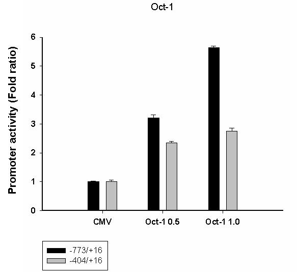 Oct-1을 transfection하여 catalase promoter activity를 측정하였음.