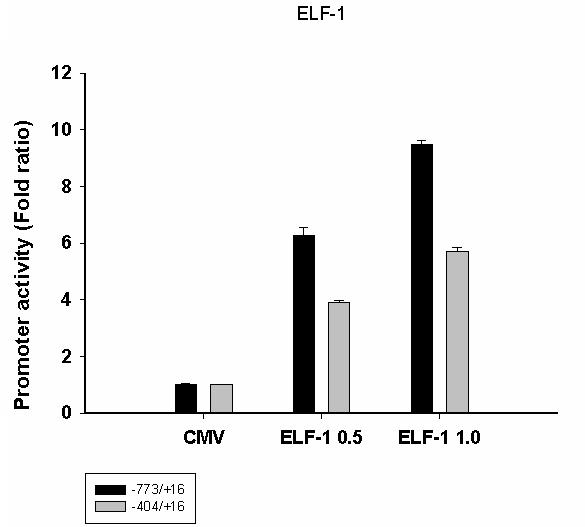 ELF1을 transfection하여 catalase promoter activity를 측정하였음.