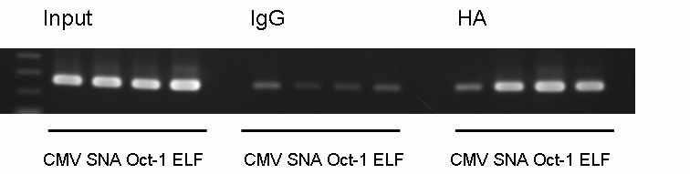 Catalase promoter 상에 Snail, Oct-1, ELF1이 모두 binding하 는 band가 확인됨. CpG island2에 3개의 transcription factor가 binding하 는 것을 확인하였음.