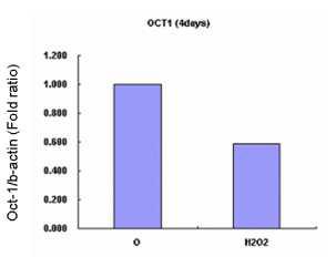 H2O2 treatment한 cell에서의 Oct-1 gene의 mRNA level을 측정하였음.