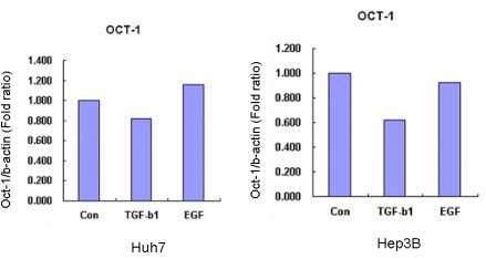 TGF-β를 treatment한 cell에서는 Oct-1의 mRNA level이 감소하였음.