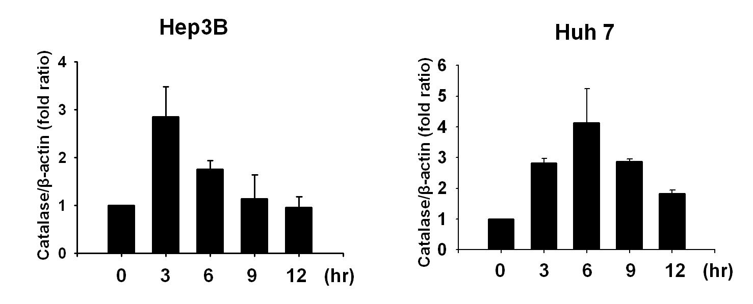 간암 세포주에 H2O2를 짧은 시간 처리한 후, catalase의 발현을 real-time RT-PCR로 확인