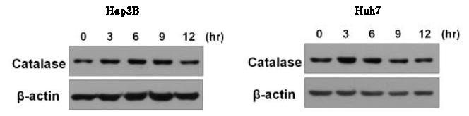 간암 세포주에 H2O2를 처리한 후, catalase의 발현을 immunoblot을 통해 확인