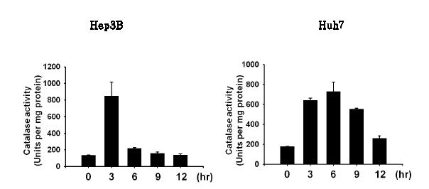 간암 세포주에 H2O2를 처리한 후, catalase activity를 확인