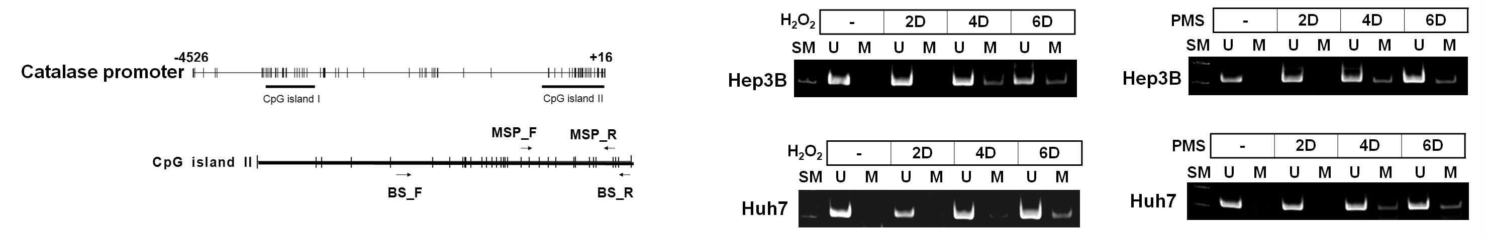 ROS 처리 후, catalase promoter의 CpG island II의 methylation 상태 분석